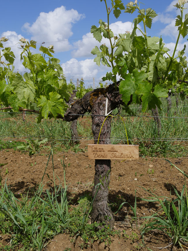 Виноградник на урожай